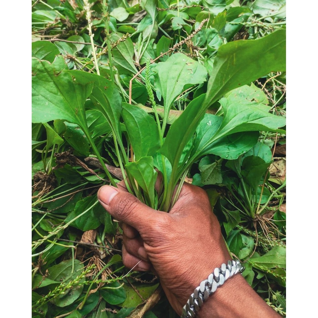 

Daun Ki Urat / Daun Urat Segar – Herbal Tradisional 10K