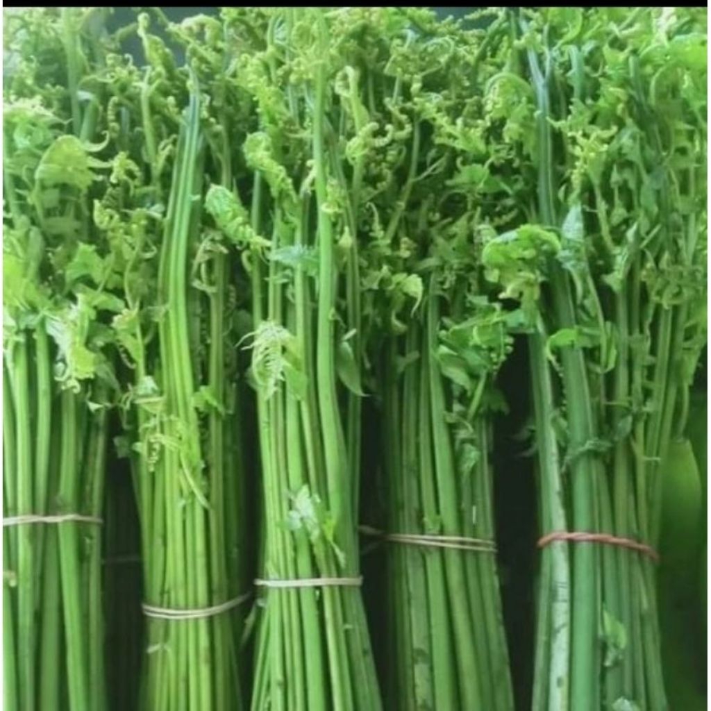 

pakis sayur segar per ikat 250 gram