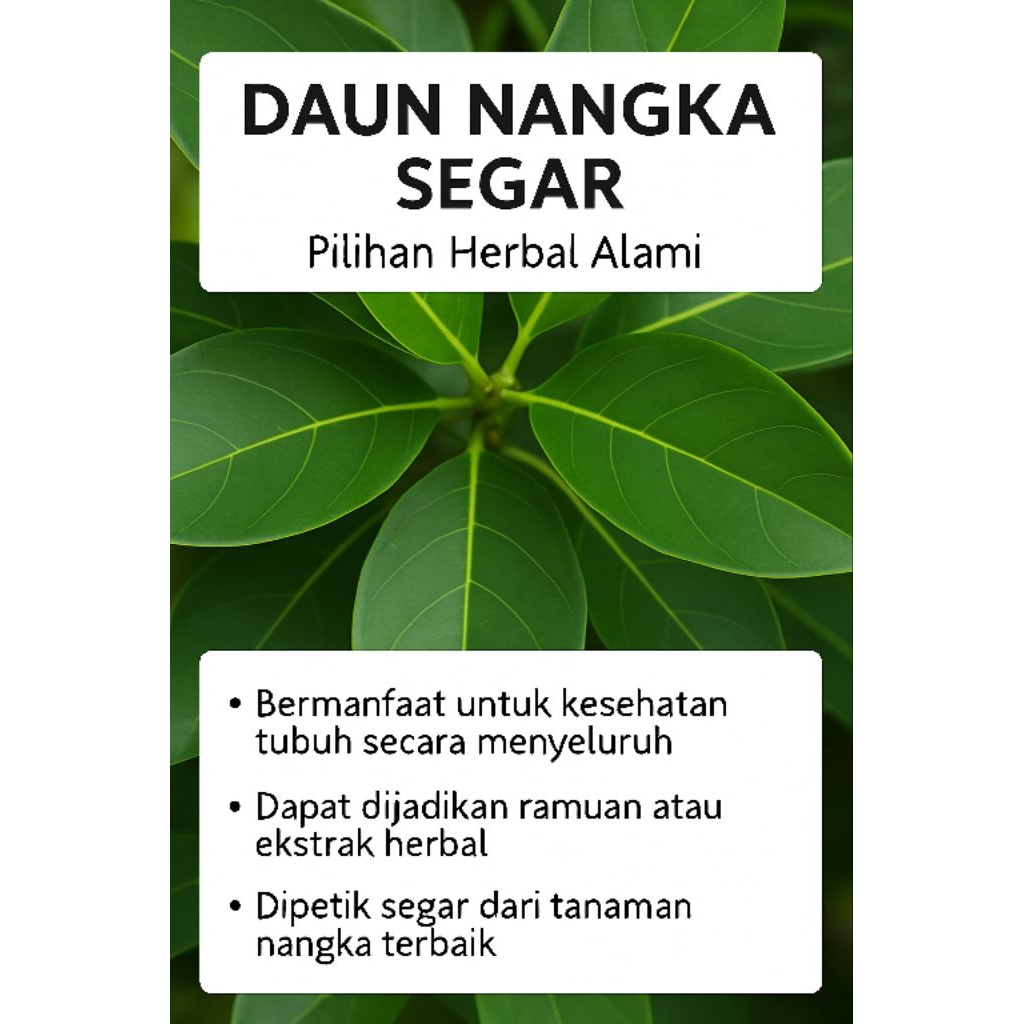 

Daun Nangka Hijau Segar Daun Nangka Herbal Daun Obat Alami