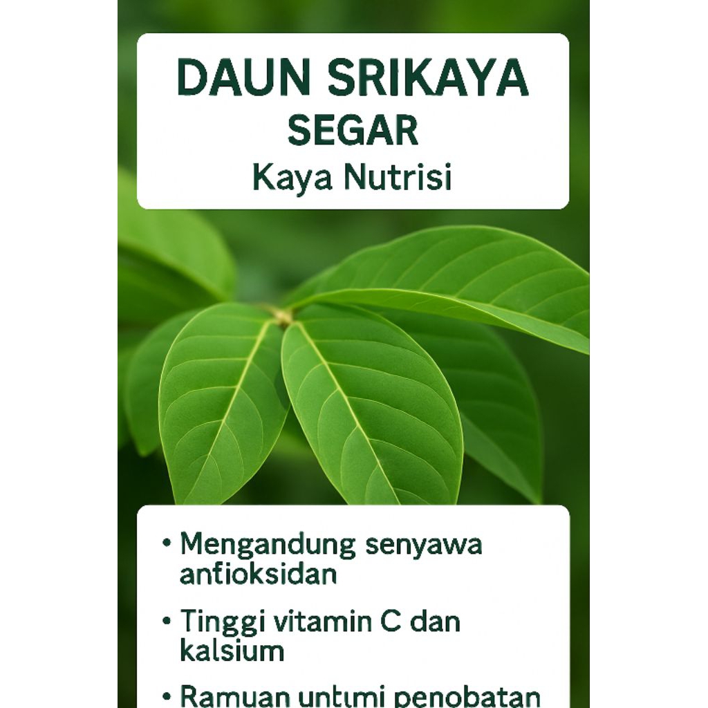 

Daun Srikaya Segar – 100% Alami dan Dipetik Langsung dari Kebun