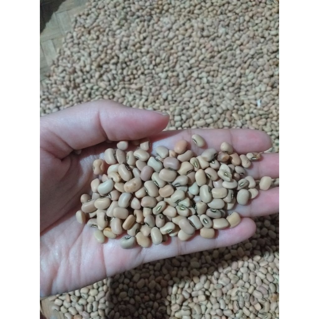 

Kacang Tolo / Tunggak