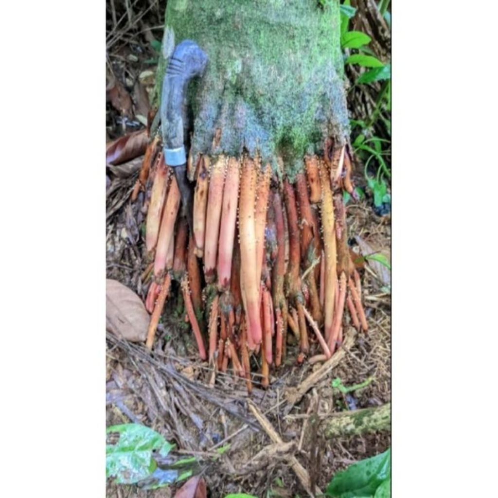 

obat herbal akar pohon pinang tua segar berat 500 gram