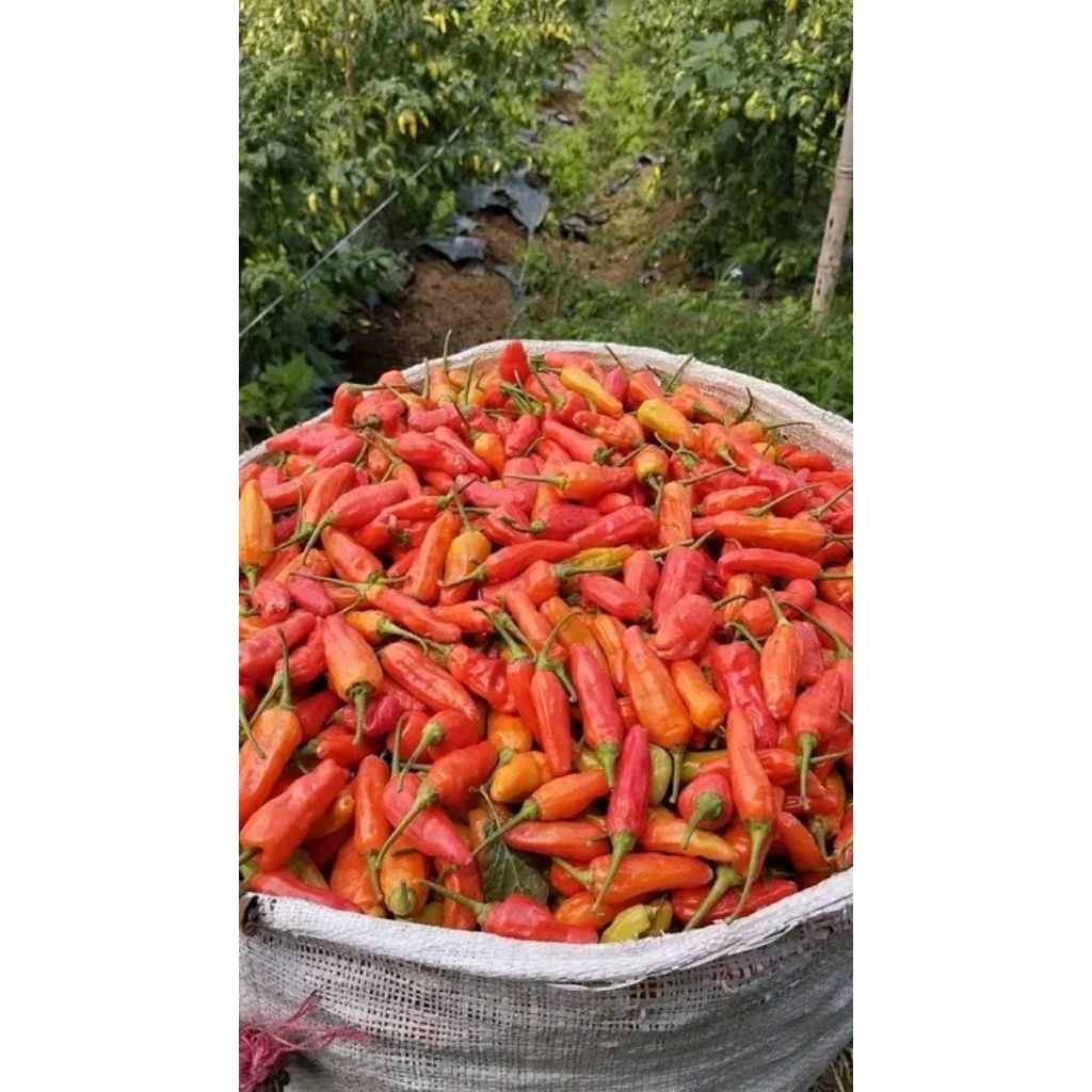 

rawit super /cengkek 1kg