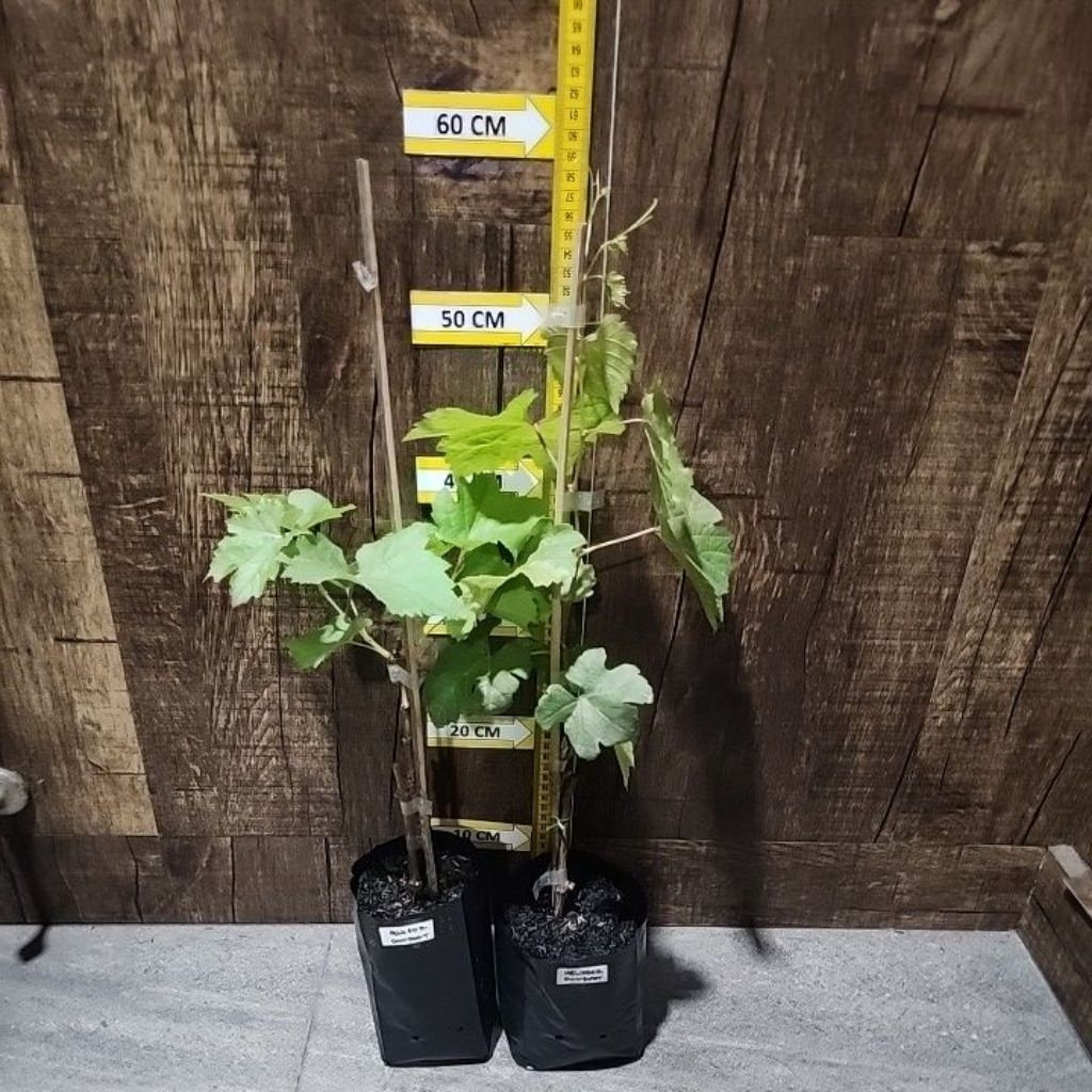 Tumbas Tani Bibit Anggur Import Ownroot 100% Valid