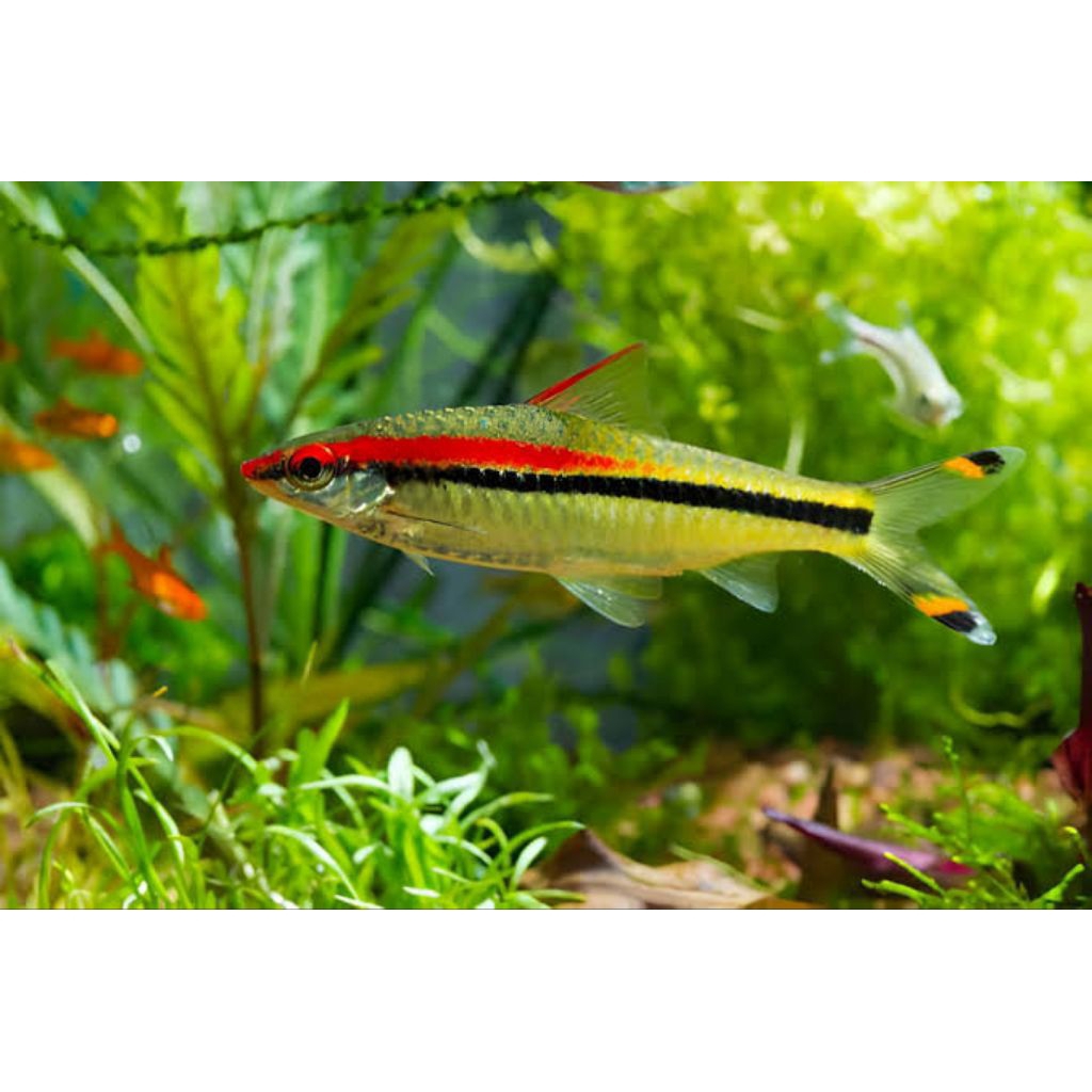ikan pontius denisoni aquascape