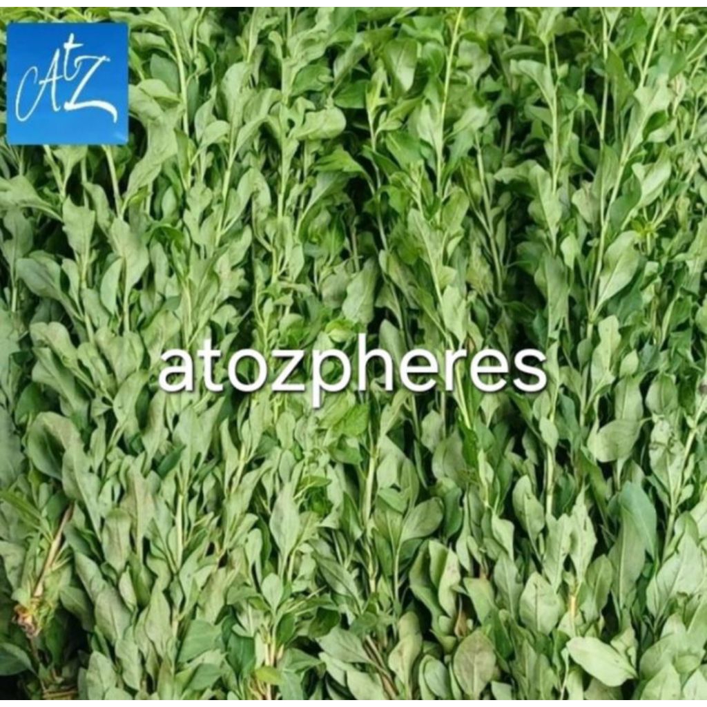 

Sayur kauki kau ki lokal ( berduri ) untuk kesehatan mata segar pilihan fresh vegetable