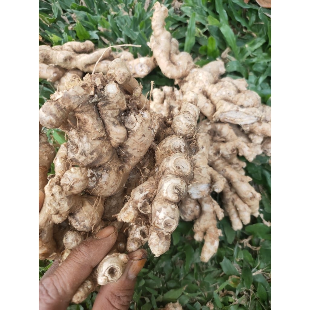 

Jahee emprit segar 1kg langsung dari petani ( SUDAH DI CUCI )