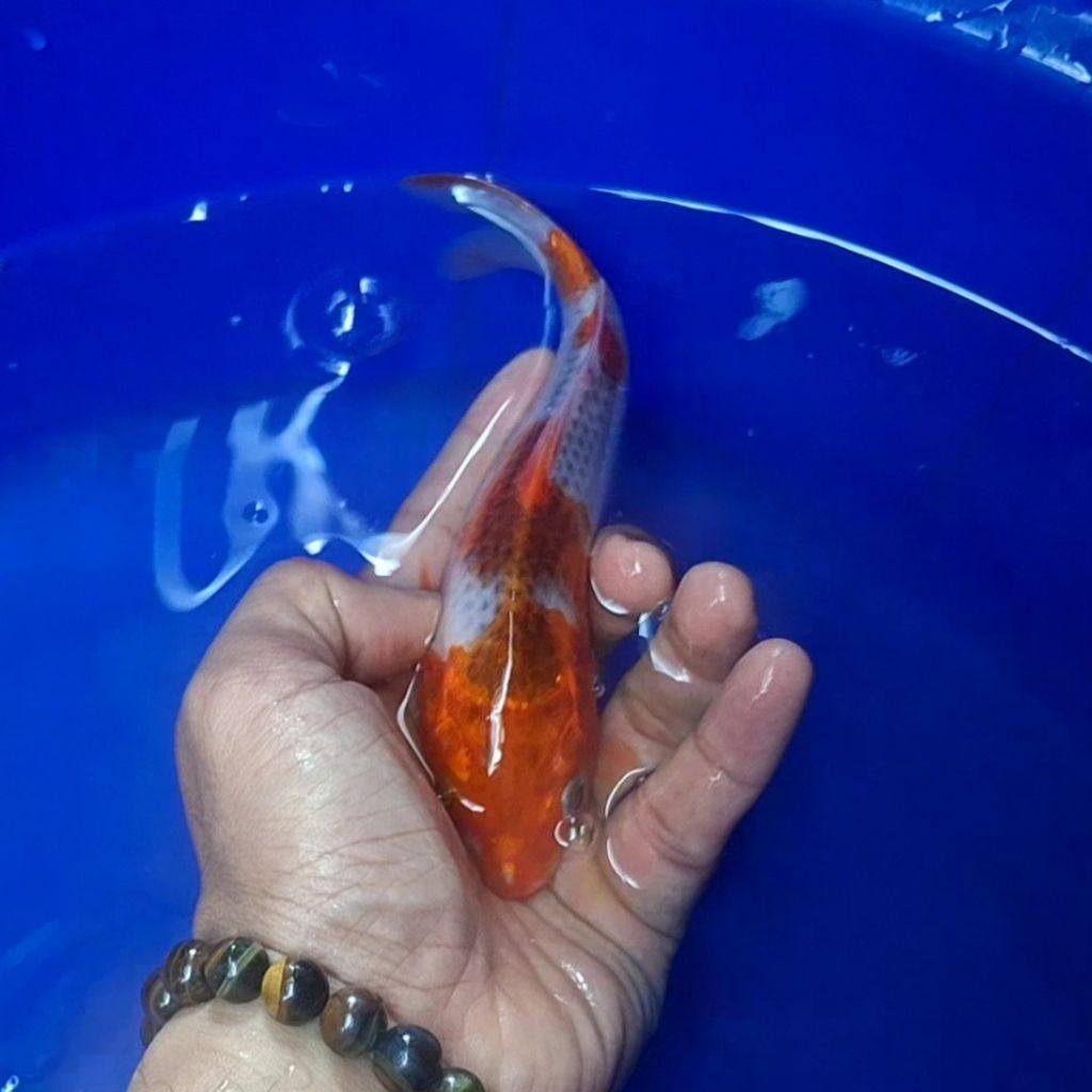 Ikan Koi Blitar Jenis Kujaku / Rumah Koi Jakarta / kode 0030