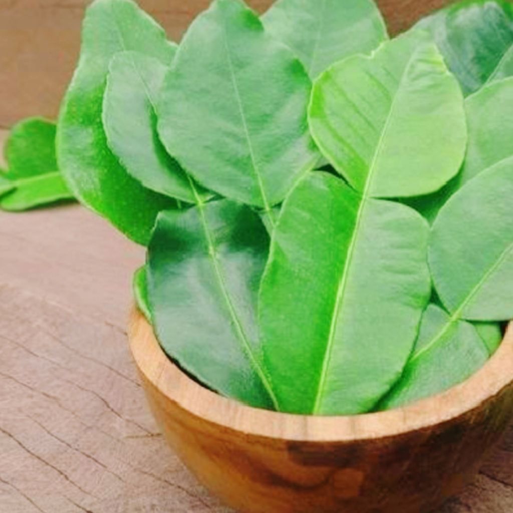 

Daun jeruk purut Citrus Hystrix daun delapan daun angka delapan