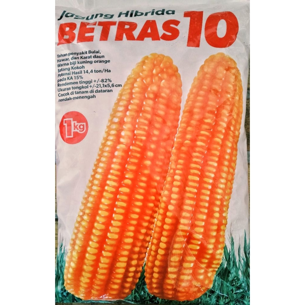 BETRAS 10 1 Kg Benih Jagung Hibrida - Bibit Jagung Unggul BINTANG ASIA