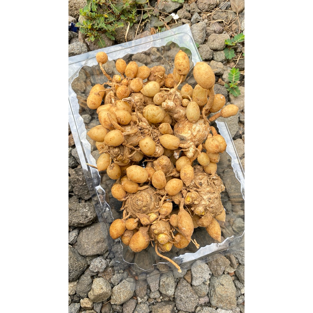 

Kunyit Putih Gombyok Segarr 500 gr dan 1 kg