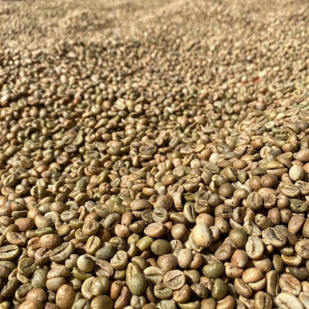 

KOPI ROBUSTA RAHYANG SUPLAI GREENBEAN ROBUSTA NATURAL PREMIUM