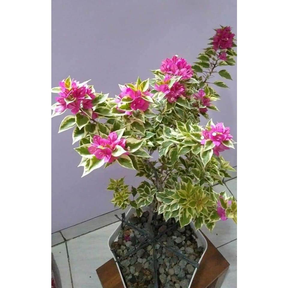 Bunga Bugenvil Singapur Fanta Varigata Orian / Bougenville Singapore Fanta Varigata Cantik siap Berb