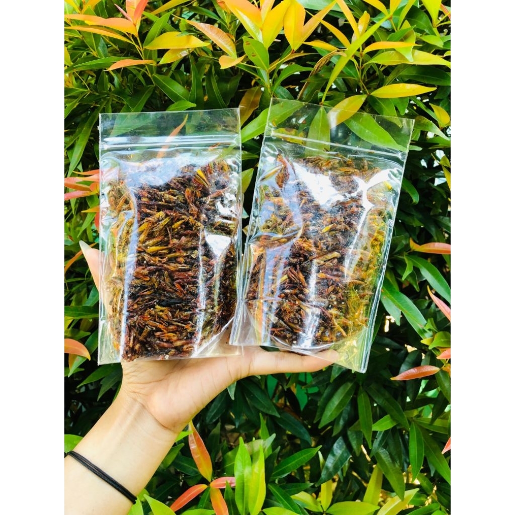 

Belalang Goreng Rasa Original Camilan Makanan Unik Ekstrim || Belalang Padi / Kecil