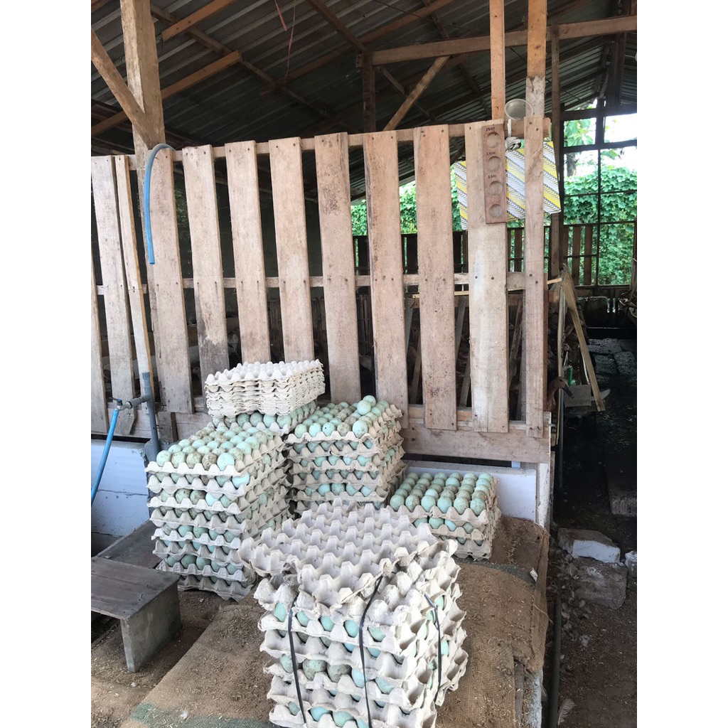 

Telur bebek besar Orange fresh mentah