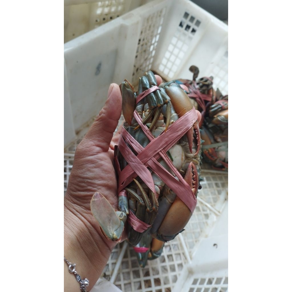 

KEPITING TELUR MANIS