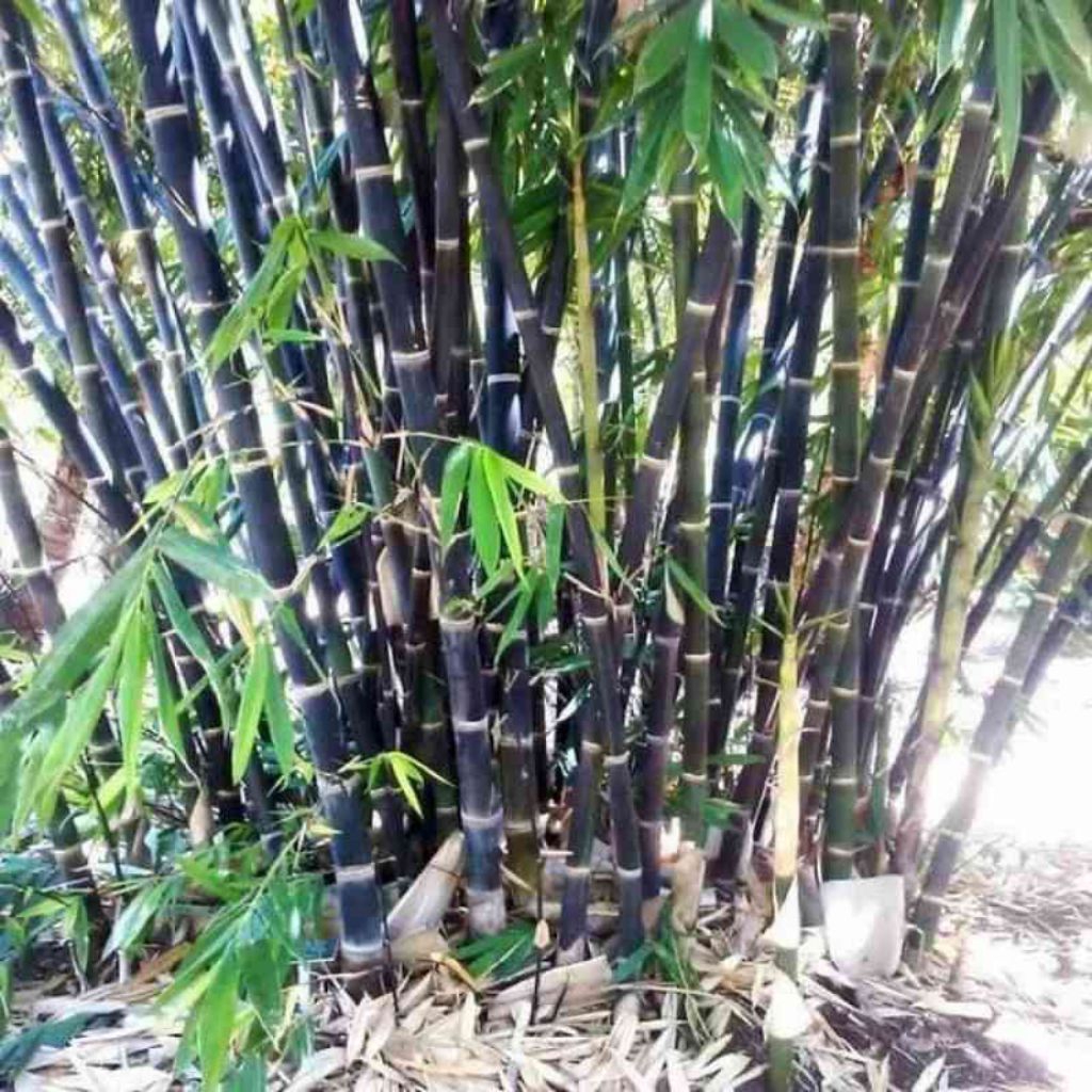 benih bambu hitam /1biji