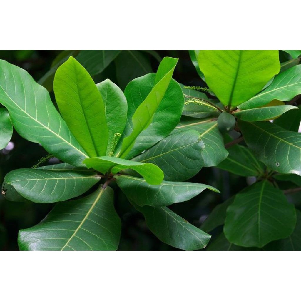 

Daun Ketapang laut segar 1kg lgsung petik dari pohon