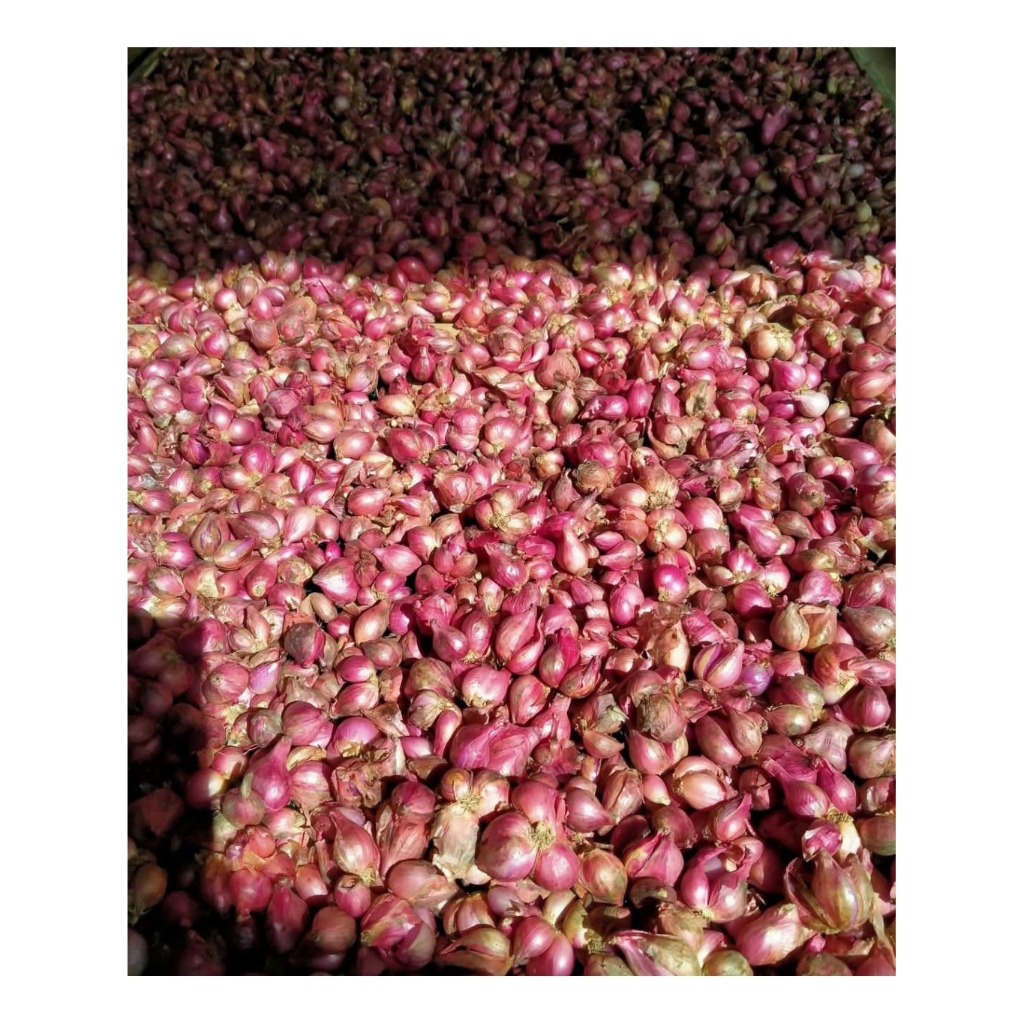 

bawang merah probolinggo 1kg Sedang Besar
