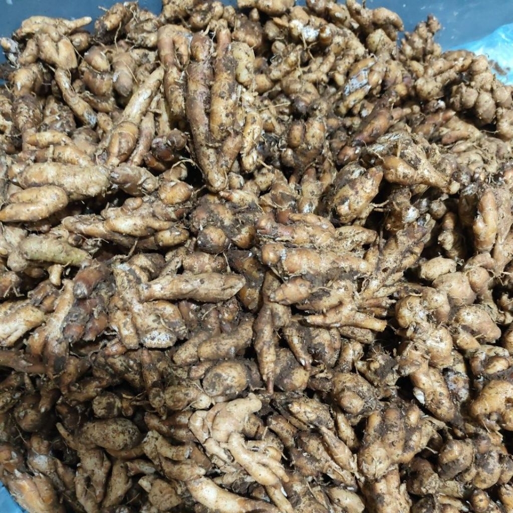 

(5Kg) Kencur Premium Panen Baru – Cocok untuk Herbal & Dapur Sehat
