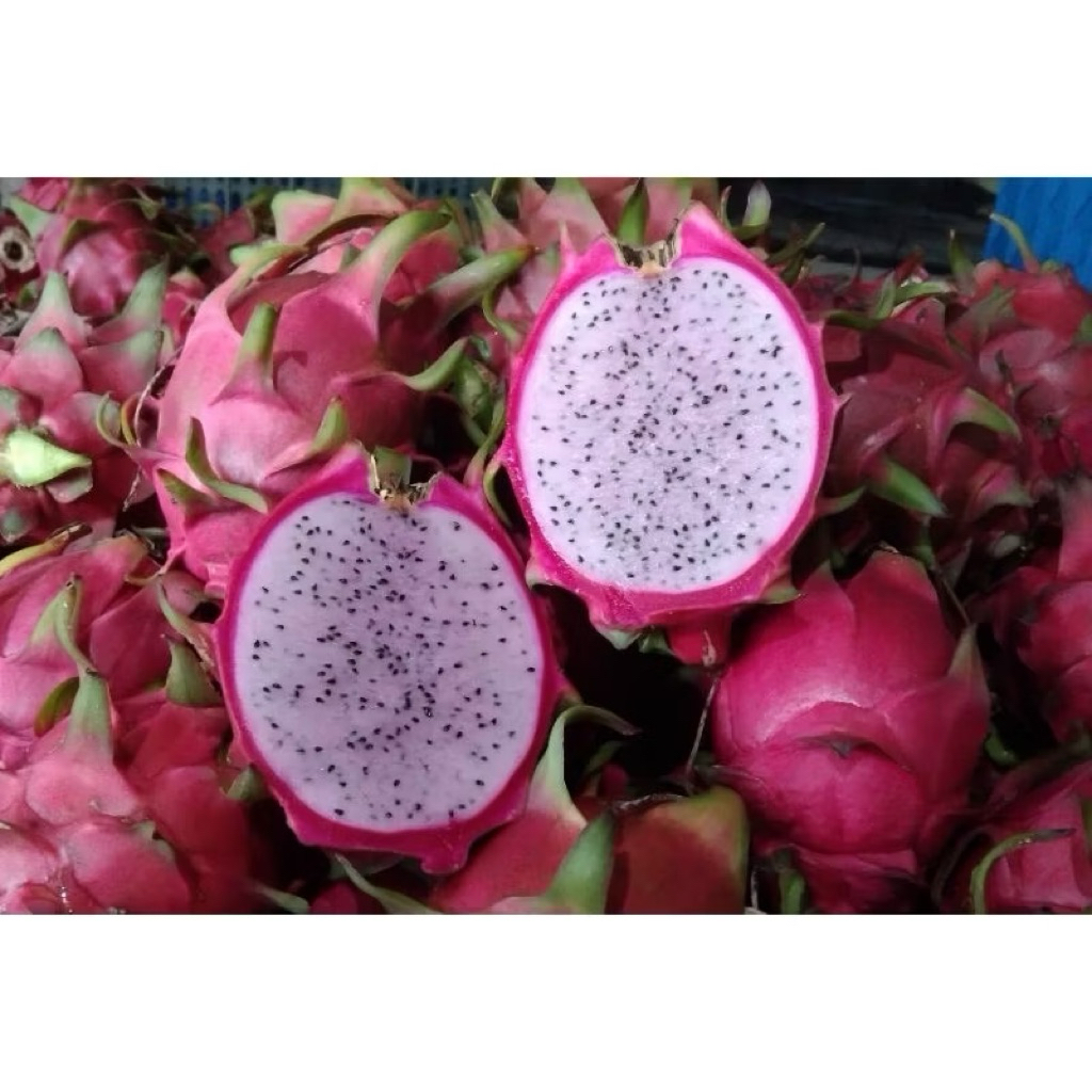 

Buah Naga Pink Super Jumbo & Manis | Fruit Pink Premium Fresh | Pcs