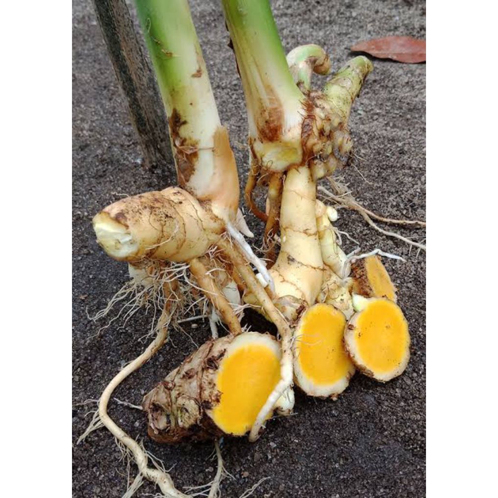 

Temu putih /temu mangga /kunyit putih segar 1kg kualitas gede