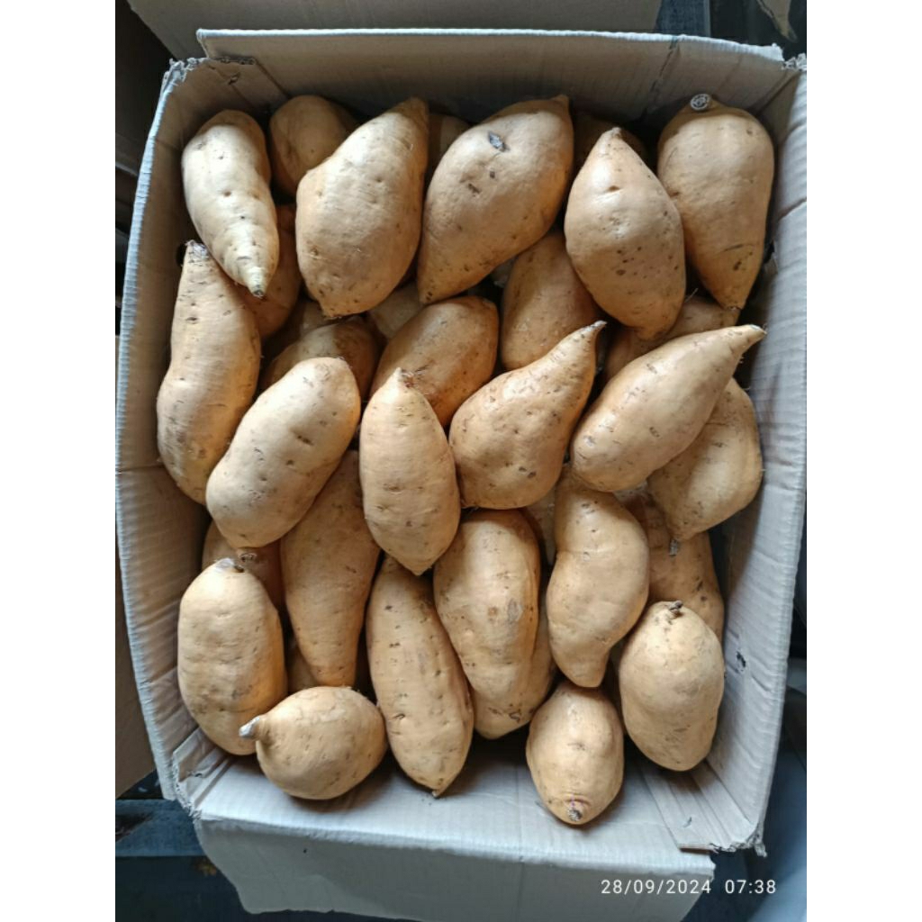 

ubi cilembu madu 1kg ukuran besar 2-5 pcs