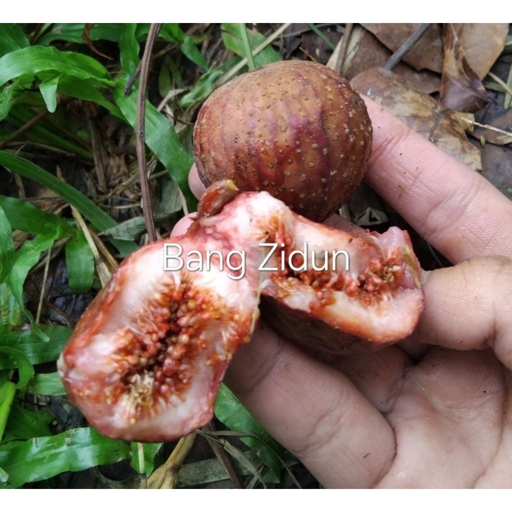 

Buah loa matang, Buah tin hutan matang fresh petik langsung di pohon, stok terbatas