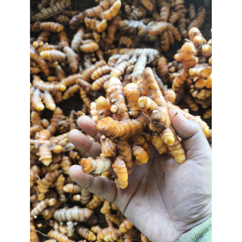 

kunyit/kunir alami fress dari petani