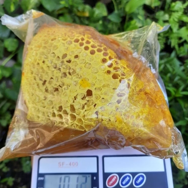 

Sarang Madu Liar Apis Dorsata