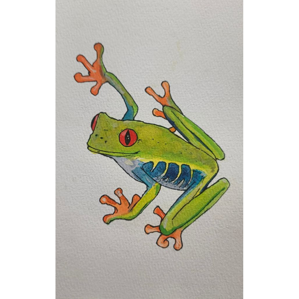 

Gambar katak menggunakan cat air (watercolor) tanpa watermark