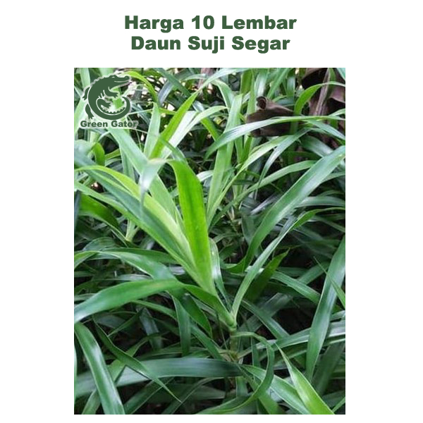 

Daun Suji Segar 10 Lembar