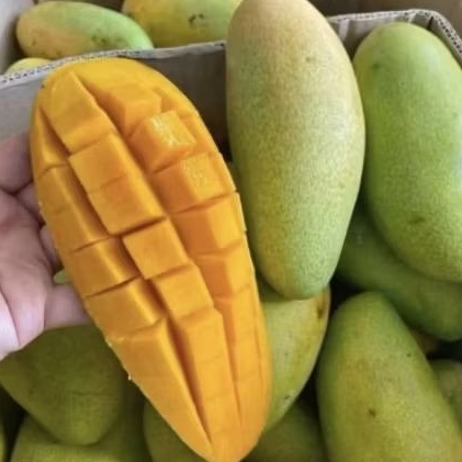 

Buah mangga golek manis mangga segar super fresh 1 kg