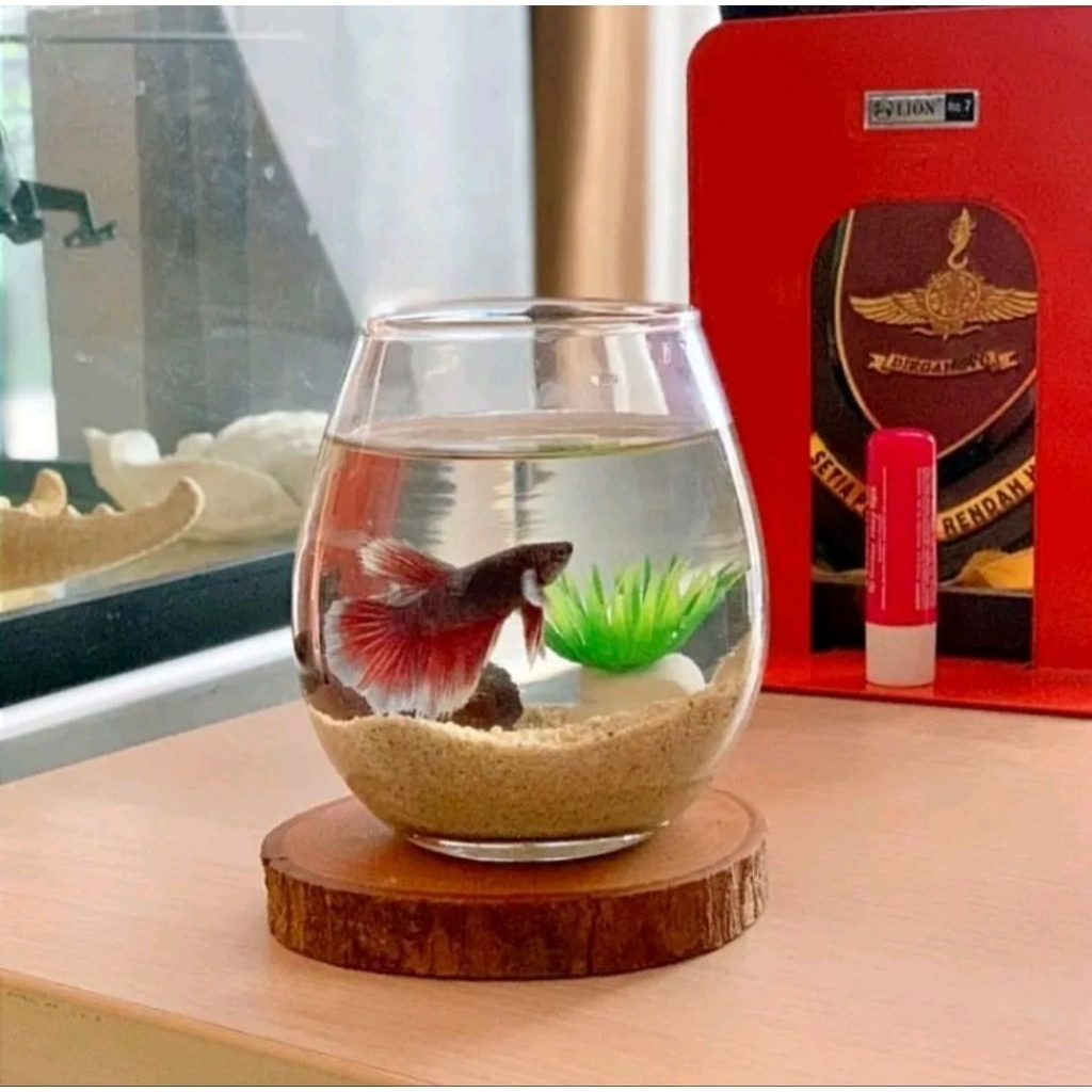 Garansi Pecah | Aquarium bulat minimalis hias ikan /cupang/ikan kecil