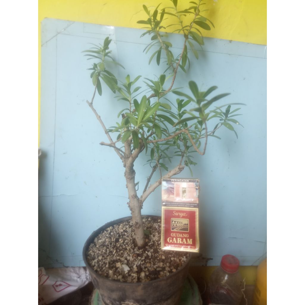 Bahan Bonsai Santigi Karang