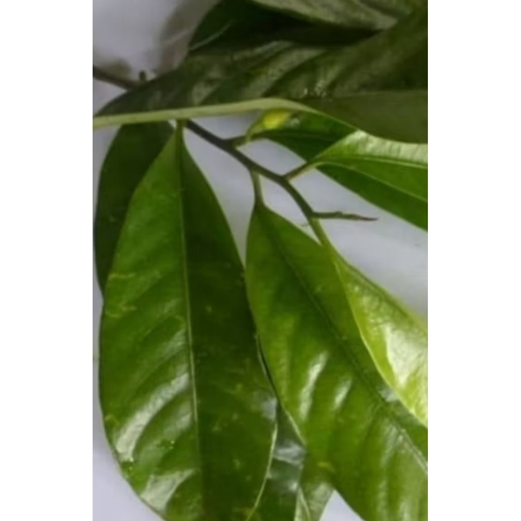 

DAUN PALA SEUGAR100 lembar