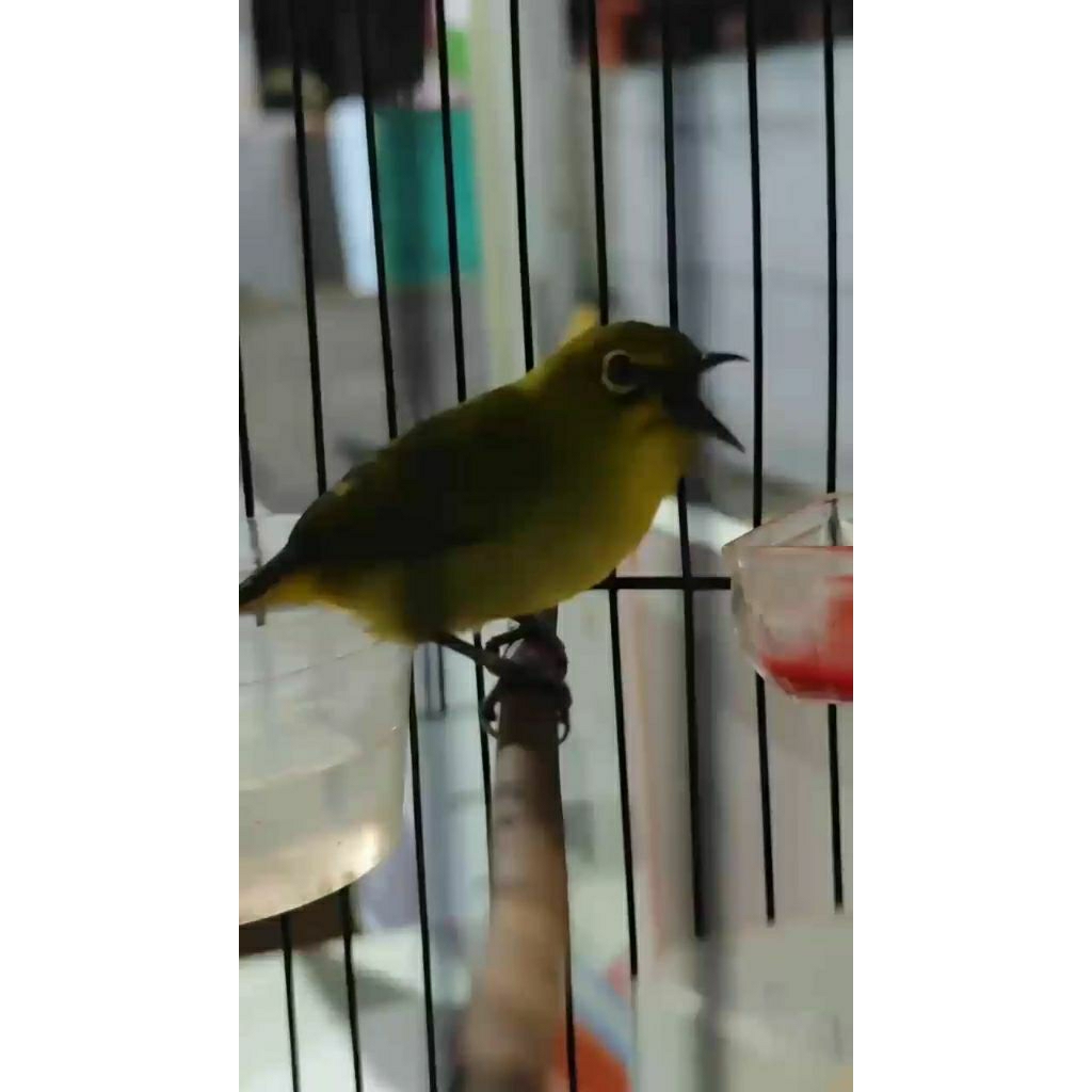 pleci wilis