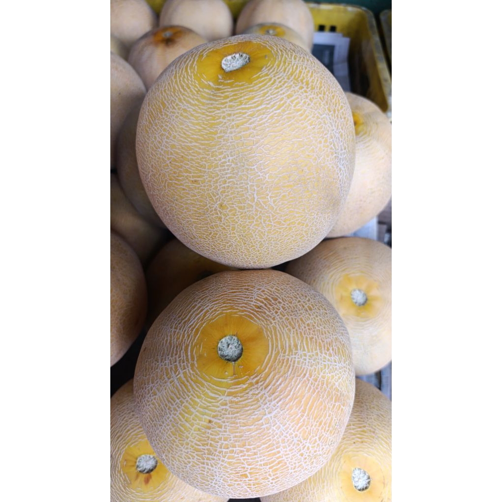 

kirim instant buah melon madu (size 1.6 kg) buah melon