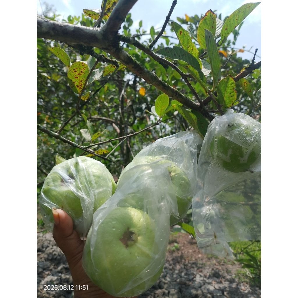 

Jambu kristal 50 KG Grosir.fresh