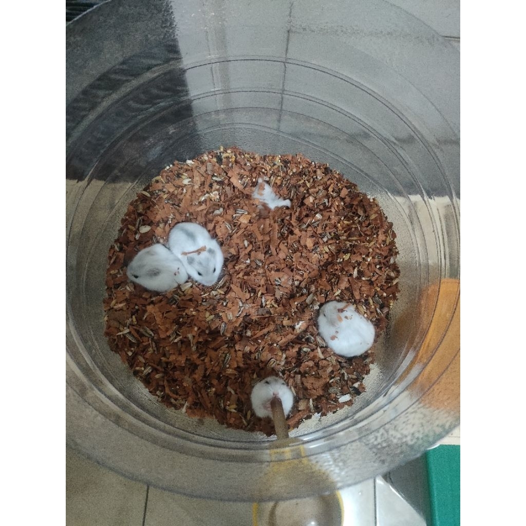 hamster winter White putih lucu SEPASANG indukan