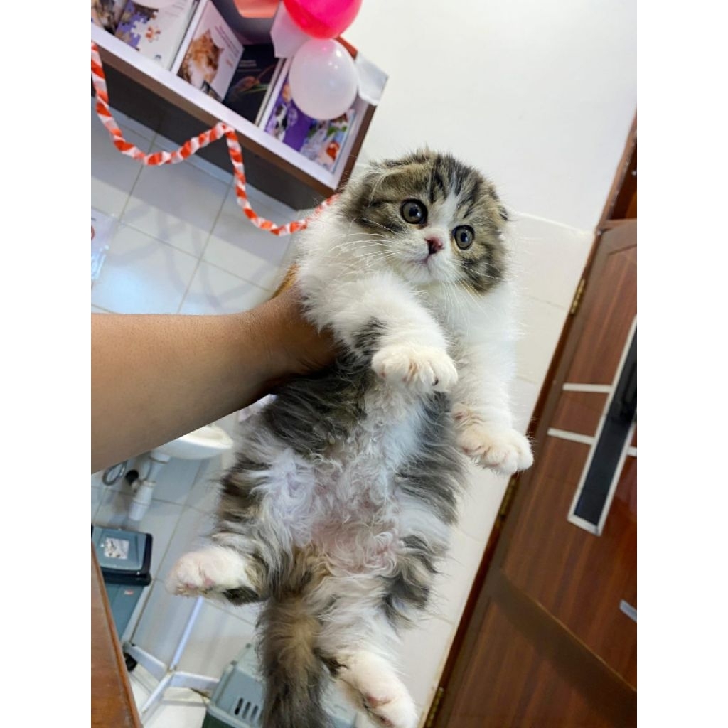 kitten scottish trifold jantan | kucing kucu scottish trifold
