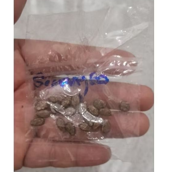 

BIBIT SEMANGKA MERAH BIJI 1 BUNGKUS ECERAN