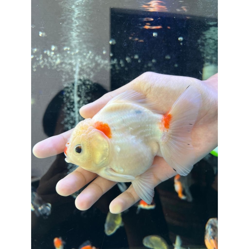 hiasan goldfish oranda golden