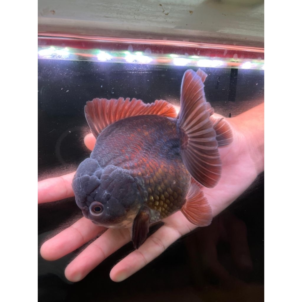 hiasan goldfish / maskoki OST (oranda shortail)