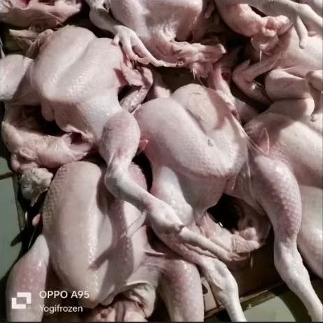 

Ayam Negri Besar 1Ekor