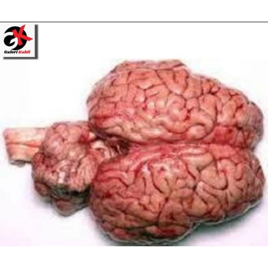 

Otak Sapi Fresh Berkualitas - 1pcs