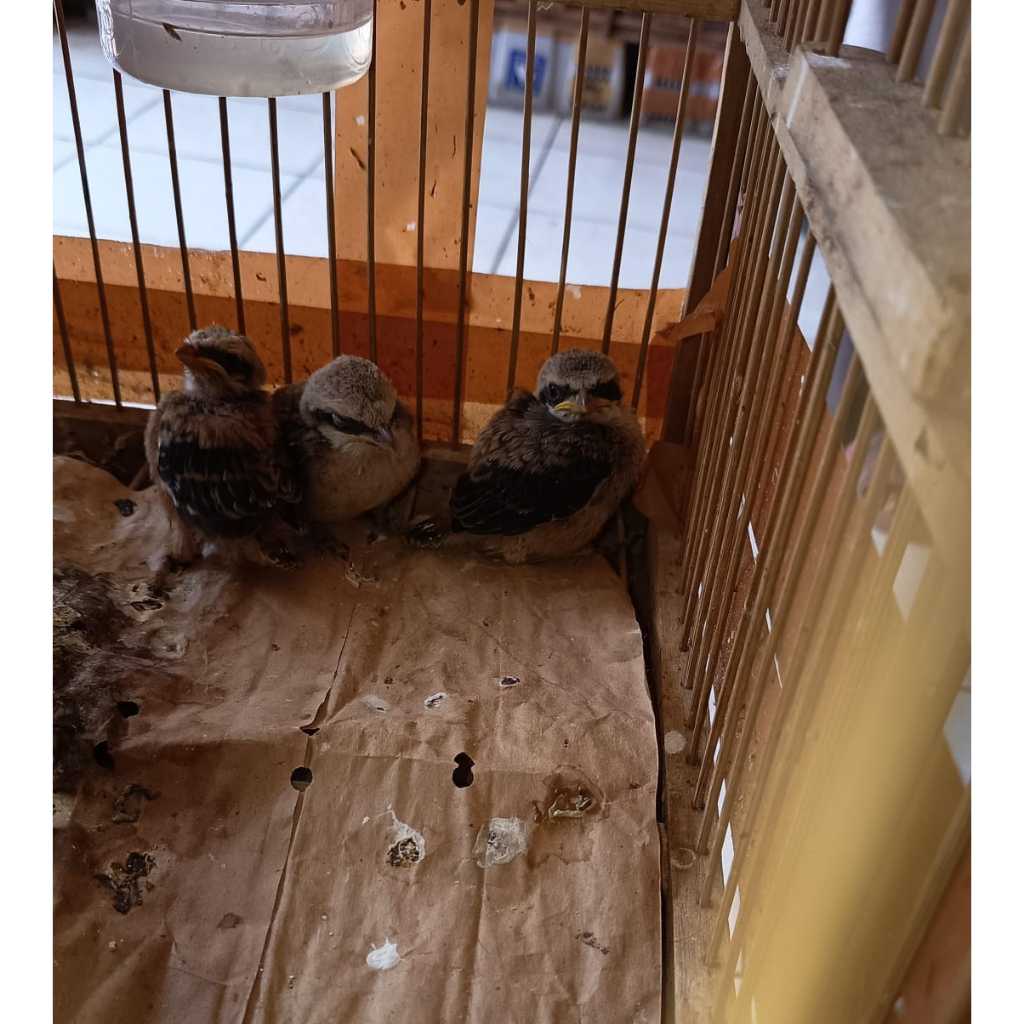 Pentet Lolohan Jatim Bekasi