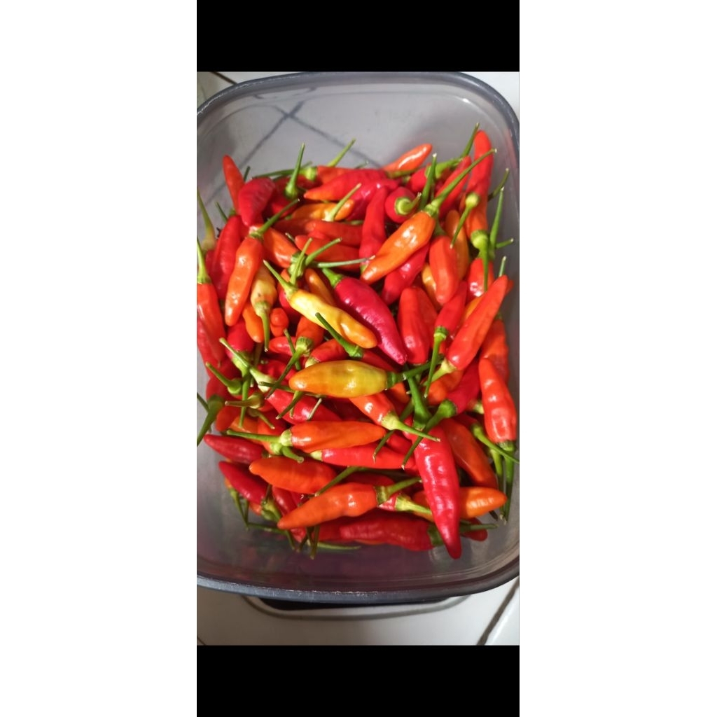 

Cabe Rawit Merah (CRM) ORI 212 @100grm