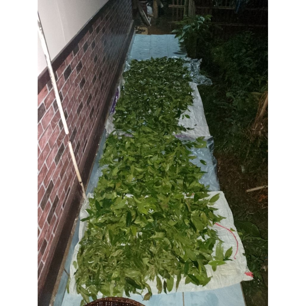 DAUN MAHKOTA DEWA KERING