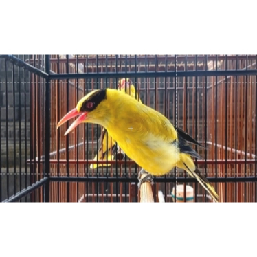 Kepodang Emas Bali Bekasi